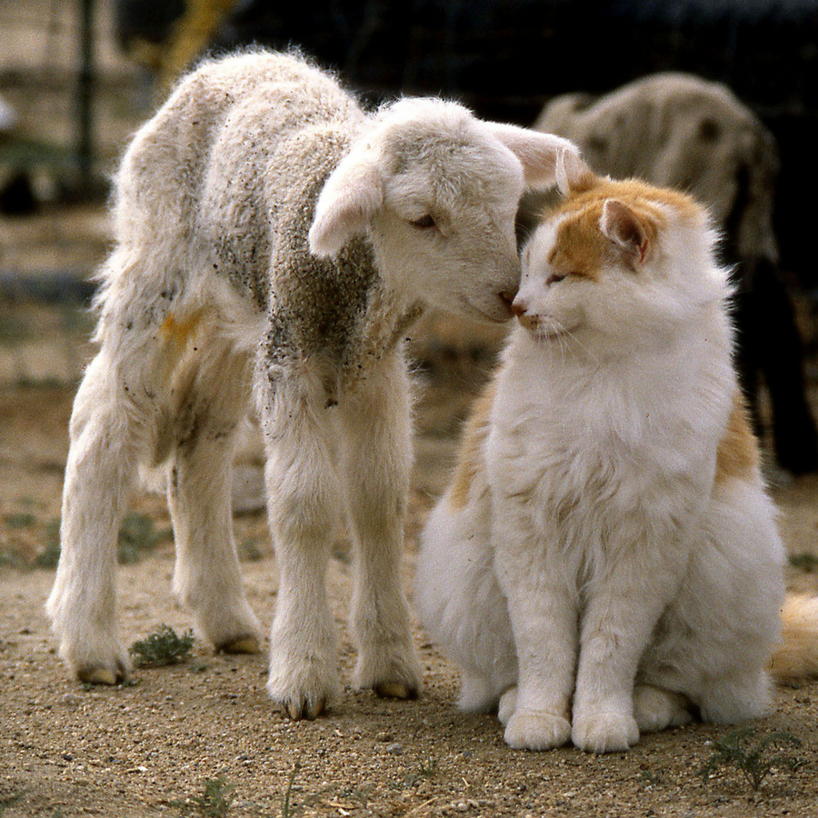 Lot de 6 Boules de laine infusées d'herbe à chat - Ensembles de 2